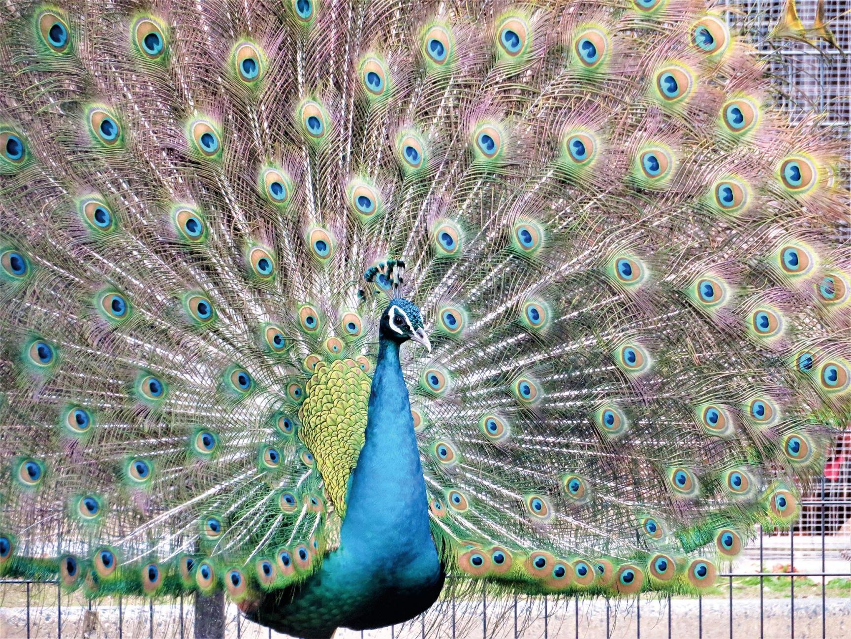 🐦 구루메시 조류센터 (구루메시 조류센터)